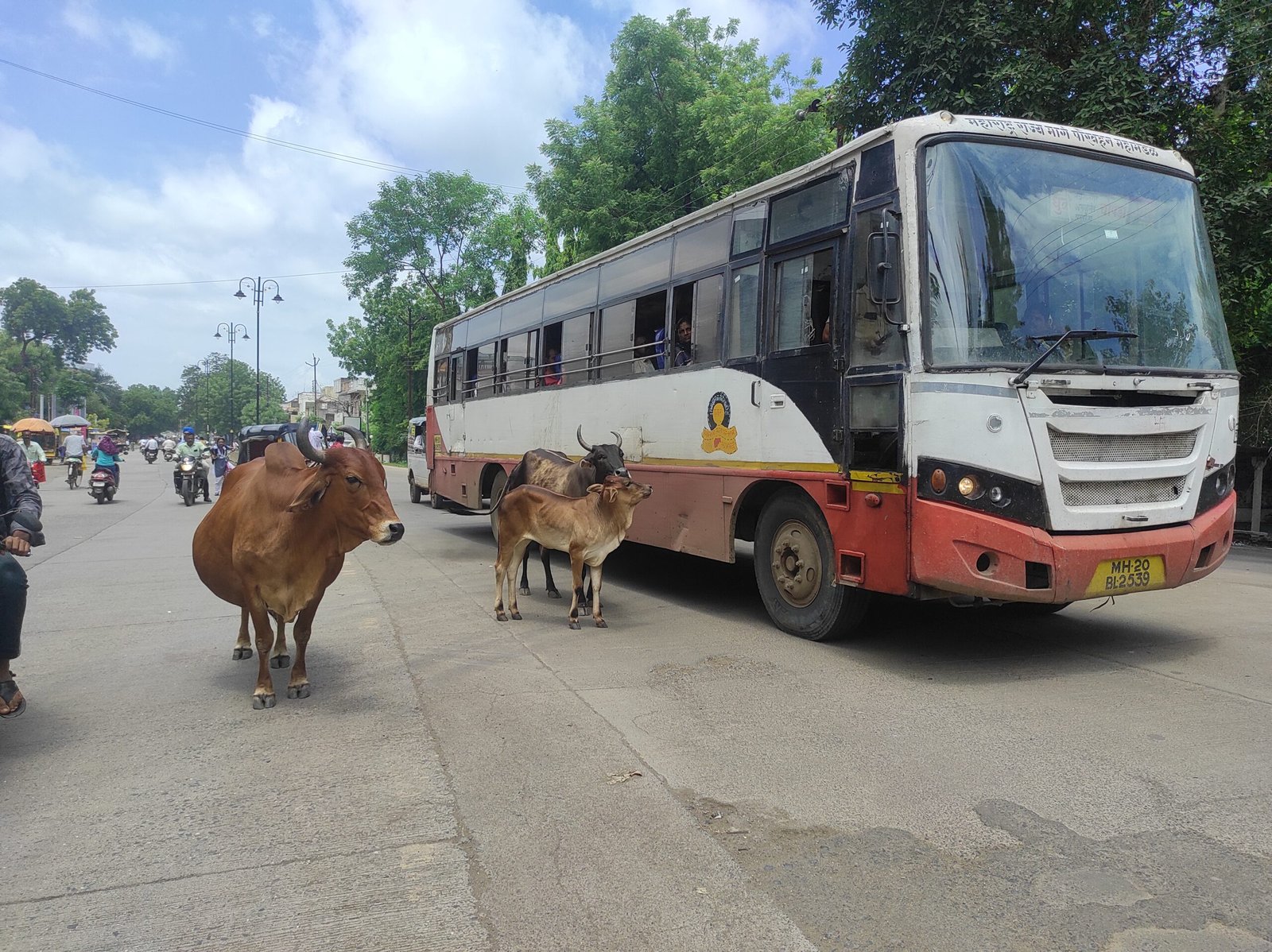 शहरातील मुख्य रस्त्यांवर जनावरे ‘मोकाट’ फिरत असल्याने होत आहे अपघात….प्राणी रक्षक संघटना सह नपा प्रशासन याकडे लक्ष देईल का ?